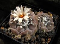 Turbinicarpus jauernigii