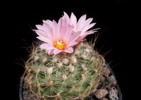 Turbinicarpus knuthianus