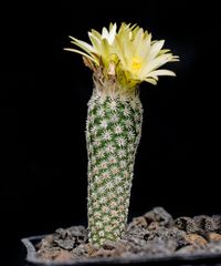 Turbinicarpus krainzianus PP 220