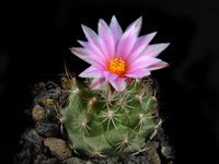 Turbinicarpus laui L1111