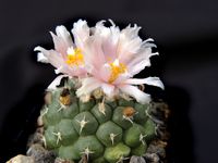 Turbinicarpus lophophorides