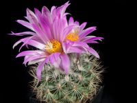 Turbinicarpus mandragora