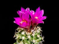 Turbinicarpus nikolae