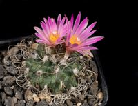 Turbinicarpus pseudomacrochele subsp krainzianus (lausseri)