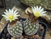 Turbinicarpus pseudomacrochele subsp krainzianus