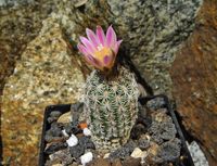 Turbinicarpus pseudomacrochele subsp krainzianus1