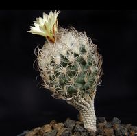 Turbinicarpus pseudomacrochele subsp minimus