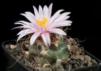 Turbinicarpus pseudomacrochele subsp pseudomacrochele