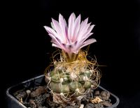 Turbinicarpus pseudomacrochele v alenae