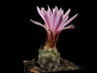 Turbinicarpus pseudomacrochele