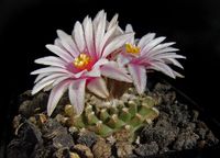 Turbinicarpus pseudopectinatus X andersonii