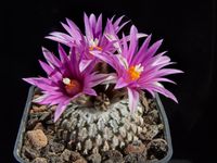 Turbinicarpus pseudopectinatus rubiflorus