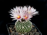 Turbinicarpus pseudopectinatus v inermis