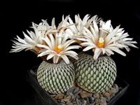 Turbinicarpus pseudopectinatus