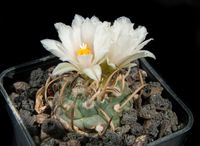 Turbinicarpus rioverdensis ssp paoli