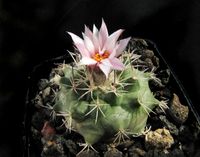 Turbinicarpus roseiflorus