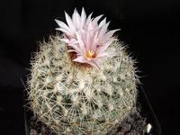 Turbinicarpus saueri subsp nelissae