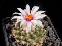 Turbinicarpus saueri subsp nieblae