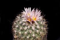 Turbinicarpus saueri