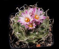 Turbinicarpus schmiedickeanus subsp rubriflorus