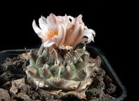 Turbinicarpus schmiedickeanus subsp andersonii(mysakii)