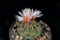 Turbinicarpus schmiedickeanus subsp andersonii