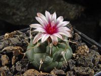 Turbinicarpus schmiedickeanus subsp bonatzii Mz 722