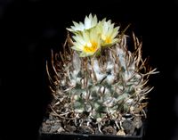 Turbinicarpus schmiedickeanus subsp flaviflorus -adult