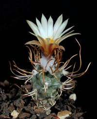 Turbinicarpus schmiedickeanus subsp flaviflorus