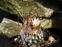 Turbinicarpus schmiedickeanus subsp gracilis 1