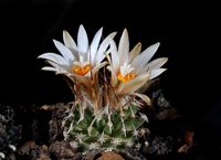 Turbinicarpus schmiedickeanus subsp gracilis