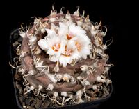 Turbinicarpus schmiedickeanus subsp macrochele -adult