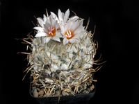 Turbinicarpus schmiedickeanus subsp macrochele 1