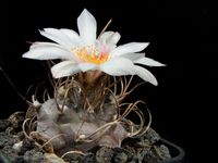 Turbinicarpus schmiedickeanus subsp macrochele SB 830