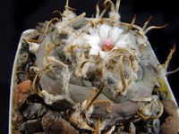 Turbinicarpus schmiedickeanus subsp macrochele