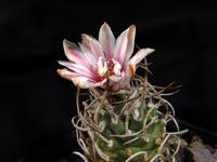 Turbinicarpus schmiedickeanus subsp rubriflorus HO499-32