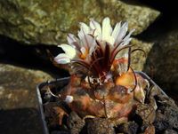 Turbinicarpus spec panaschiert