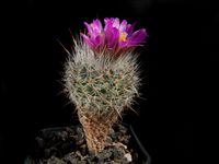 Turbinicarpus subterraneus subsp booleanus