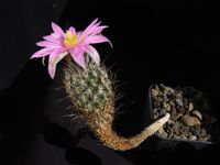 Turbinicarpus subterraneus subsp subterraneus