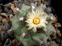 Turbinicarpus swobodae