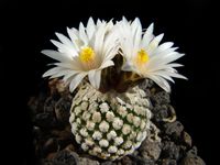 Turbinicarpus valdezianus SB 1468 