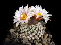 Turbinicarpus valdezianus