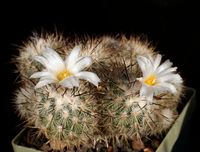 Turbinicarpus viereckii subsp major L 731