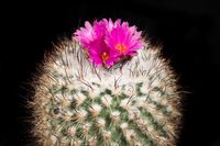 Turbinicarpus viereckii subsp viereckii