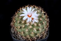 Turbinicarpus ysabelae HO 776