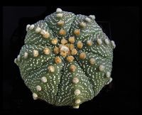 Astrophytum asterias-form