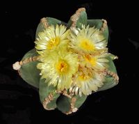 Astrophytum myriostigma nudum SW