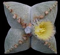 Astrophytum myriostigma quadrikostatum