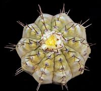 Copiapoa sp Knice 90 