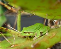 Laubfrosch